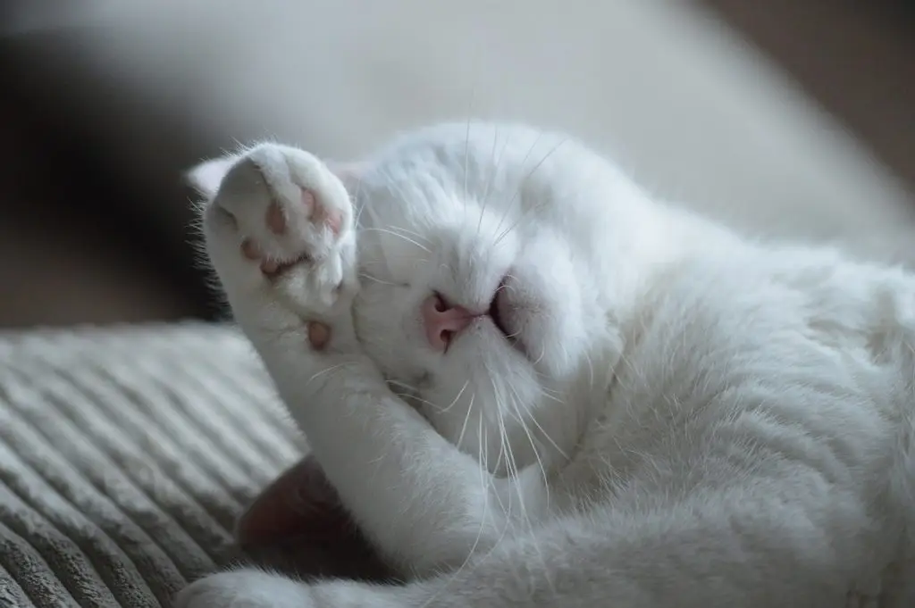 pelo de gato sofá