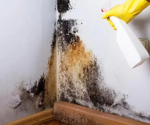 remover o mofo